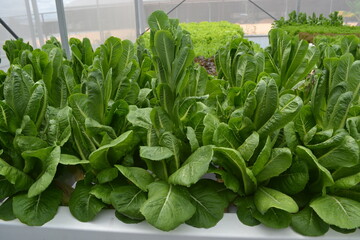 Fresh green lettuce growing in a garden, surrounded by vibrant leaves and bathed in natural...