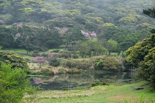 Escape to Yangmingshan's Beitun Nature Park for a tranquil afternoon escape. Witness vibrant cherry blossoms bathed in refreshing post-rain sunlight, alongside serene lakes and mystical mountain mist.