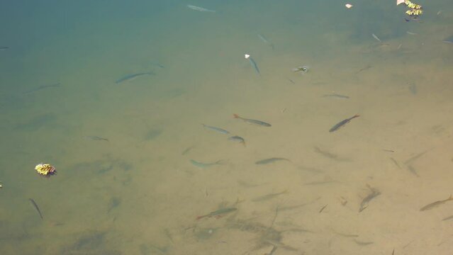 Small freshwater fish swim and play in sunny weather in a pond or in a river