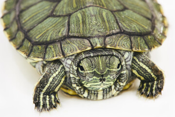 Red-eared turtle on white surface, shallow dof, focus on muzzle.