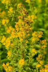 Closeup of Goldenrod (solidago cutleri), also known as Cutler´s goldenrod, is a clump-forming perennial wildflower. 