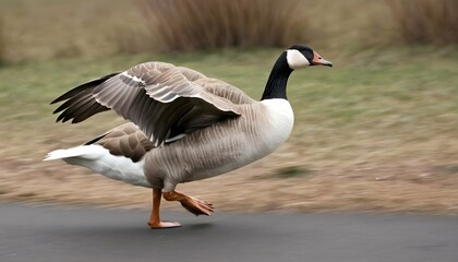 A Goose With Its Feathers Trailing Behind It As It