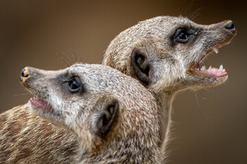 close-up of two meerkats looking in opposite directions