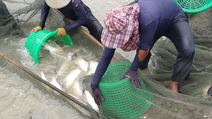 Employees are catching fish food every morning on a hot summer day. to send to sell at the market