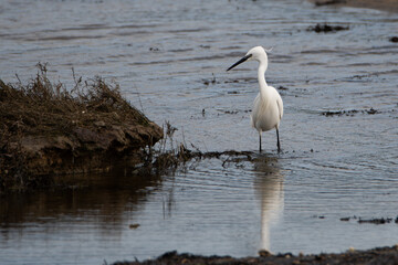 Aigrette sur un plan d'eau en Bretagne