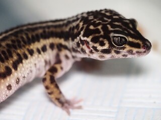 BLACK NIGHT LEOPARD GECKO ON WHITE BACKGROUND