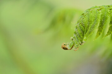 Witness the delicate details of ferns unfurling in early spring! After a refreshing rain shower, capture a close-up of a fern's tip curled against a soft, blurred backdrop of lush greenery.