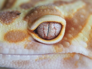 Fototapeta premium ALBINO LEOPARD GECKO GLOW MADNESS EYE CLOSEUP MACRO SHOT