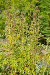 Closeup of Echinops exaltatus, the Russian globe thistle or tall globethistle, is European species of globe thistle in the family Asteraceae. It is native to central and eastern Europe.