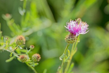 Closeup of Centaurea stoebe, the spotted knapweed or panicled knapweed, is a species of Centaurea native to eastern Europe. - obrazy, fototapety, plakaty