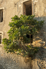 Fig tree growing on the wall of an old abandoned building