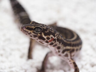BLACK NIGHT LEOPARD GECKO LOOKING AT CAMERA