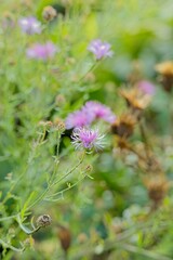 Closeup of Centaurea stoebe, the spotted knapweed or panicled knapweed, is a species of Centaurea native to eastern Europe.