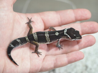 BABY HATCHLING BLACK NIGHT LEOPARD GECKO BEING HELD
