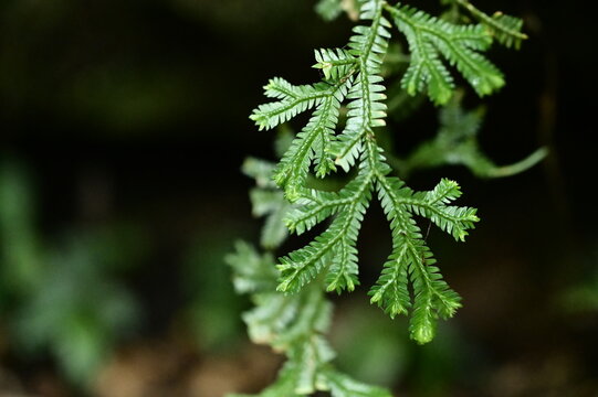 After a rainy afternoon in Yangmingshan, the rooting clubmoss leaves shine brightly, washed by the rain. The blurred black background enhances their green color.