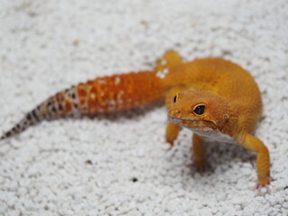 Hypo Tangerine Leopard Gecko, Eublepharis macularius on White Background