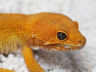 Tangerine Leopard Gecko Headshot on White Background