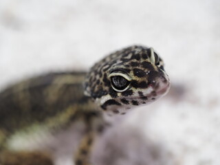 Black Night Leopard Gecko on White Background