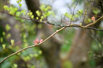 On a clear spring afternoon after the rain, tiny new buds on tree branches herald the new beginning of spring and life.