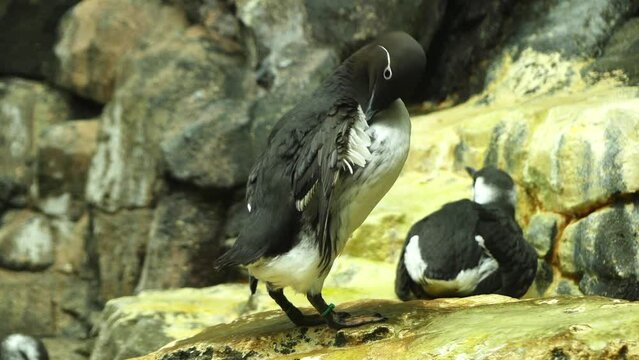 Common murre or common guillemot (Uria aalge)