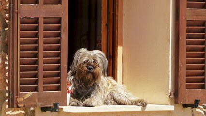 Yorkshire Terrier is a small dog breed of terrier type, developed during the 19th century in Yorkshire, England.