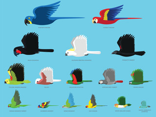 Parrots Bird Flying Size Comparison Set Vector