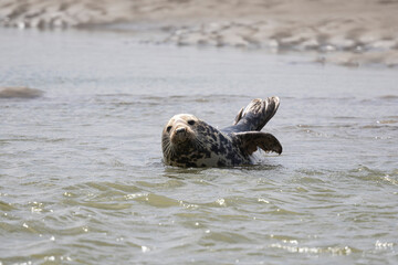 Phoques et veaux marins © Poils&Plumesphotos