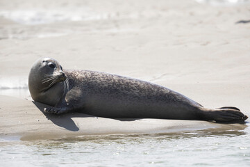 Phoques et veaux marins © Poils&Plumesphotos