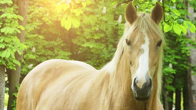 Palomino horse suit grazing in the pasture
