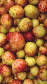 Hancornia speciosa, Brazilian tropical fruit known as mangaba. Vertical