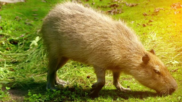 capybara (Hydrochoerus hydrochaeris)