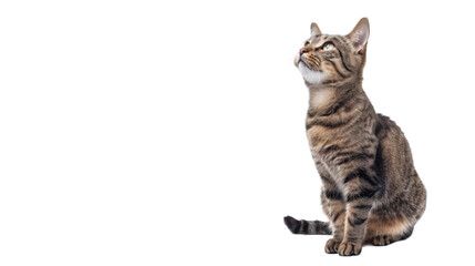 Fototapeta premium Cute funny cat. PNG file of isolated cutout object on transparent background.