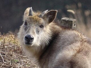 Fototapeta premium 二ホンカモシカ