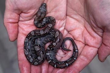 Newborn Boa Imperator Baby Held in Hands - Aztec and Carbon BEA, Exotic Wildlife Photography