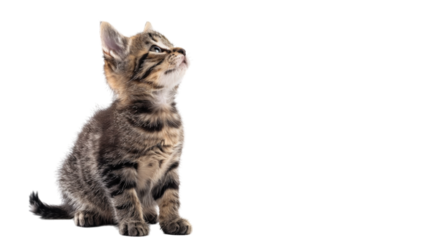Cute funny cat. PNG file of isolated cutout object on transparent background.