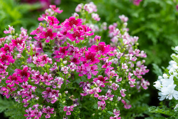Obraz premium Pink-white flowers Schizanthus Atlantis are flowers that like lots of sunlight. Beautiful appearance and beautiful patterns attract people's eyes.