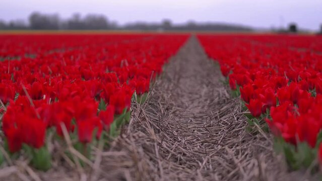 Blossoming tulip fields in a dutch landscape during spring season. Amazing view with a land full of flowers on a cloudy day. Plant culture in the Netherlands 4k
