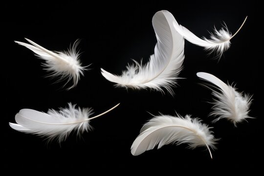 feathers flying on a black background,