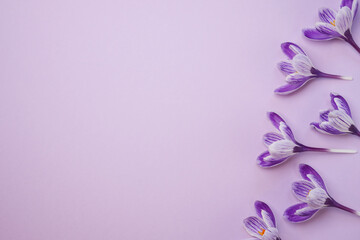 Composition of purple crocus flowers on purple background.  Space for text. Flat lay. Top view....