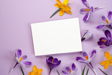 Spring mockup. Crocus flowers, paper blank on a purple background. Flat lay, top view, copy space....