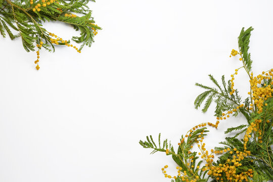 Flowers composition. Mimosa flowers on a white background. Spring concept. Flat lay, top view, Space for text.