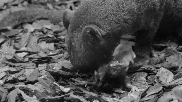 Puma yagouaroundi or eyra cat