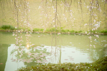 池と枝垂れ桜