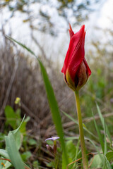 Close-up of a tulip with red and yellow petals.