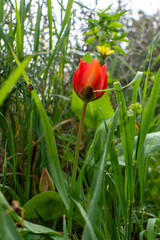 Close-up of a tulip with red and yellow petals.