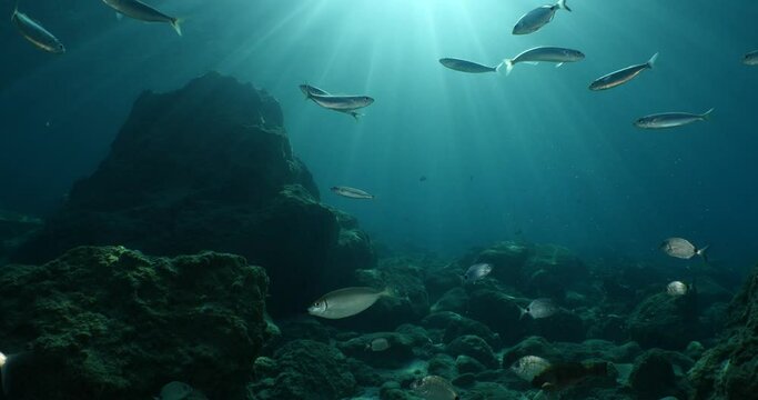 underwater fish scenery from mediterranean sea, ocean scenery underwater landscape