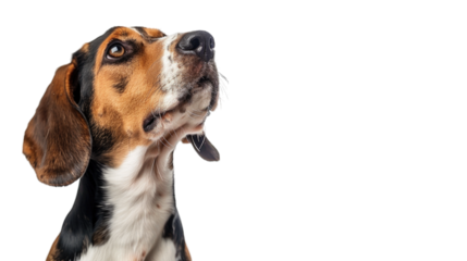 Cute, happy dog headshot smiling on a bright, PNG file of isolated cutout object on transparent background.