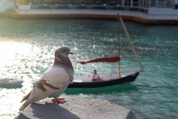 Pigeon sitting on the wall near sea, sailboat in background. Animals in residential areas, ornithology