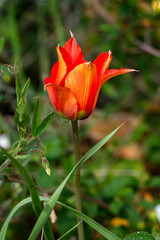 Close-up of a tulip with red and yellow petals.