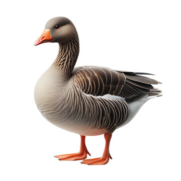 An image of a duck on a transparent background
